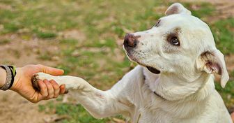 6 Mensagens que seu cachorro pode estar querendo passar quando coloca uma pata sobre você