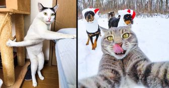Estas fotos gatos em poses ’humanas’ viralizaram