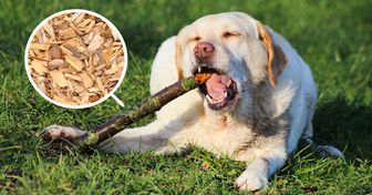 Veterinários recomendam não jogar pedaços de madeira aos cachorros porque eles podem ser fatais