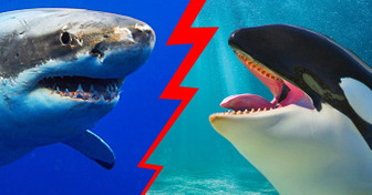 O único animal que faz o tubarão-branco tremer de medo