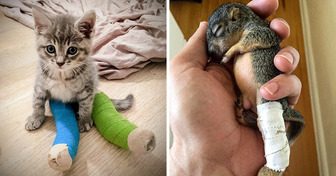 18 Heróis que protegeram animais e renovaram nossa fé nas pessoas