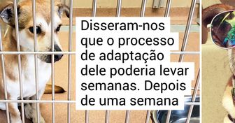 25+ Animais que ganharam uma nova vida após a adoção