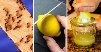 10 Maneiras de combater formigas em casa usando produtos naturais
