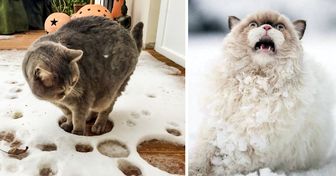 23 Fotos que provam que gatos e neve não combinam muito bem