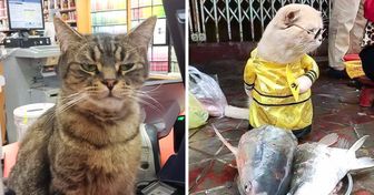 20+ Gatos que se sentem mais à vontade em lojas do que seus próprios donos