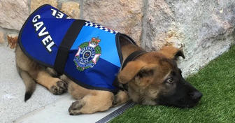 Cachorro expulso da polícia por ser “fofo demais” encontra uma nova missão especial