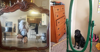 15 Fotografias comprovam que vender um espelho pode ser mais difícil do que parece
