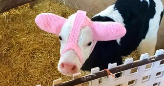 Fazendeira inventa protetores de orelha para manter os bezerros recém-nascidos aquecidos (e as fotos são muito fofas)