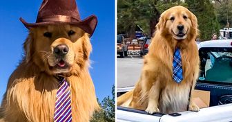 Cachorro é eleito prefeito em cidade no estado da Califórnia