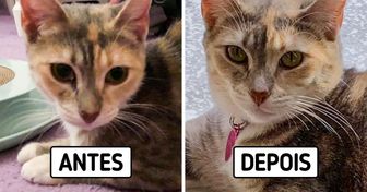 15+ Pets resgatados tiveram a sorte de encontrar um lar cheio de amor e cuidado