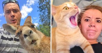 29 Provas de que os animais podem roubar o protagonismo de qualquer selfie
