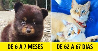 15 Animais e suas gestações, que podem durar de 29 dias a 4 anos