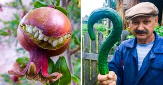 25+ Frutas e legumes que foram presenteados pela natureza com formatos muito engraçados