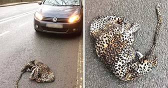 Homem para por pensar que havia um leopardo atropelado, mas se surpreendeu com o que encontrou