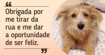 17 Internautas que “adivinharam” o pensamento de seus pets (incluindo seguidores do Incrível)