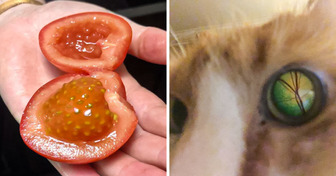 20 Pessoas que souberam ver coisas comuns de um novo jeito