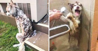 20+ Pets que fizeram da hora do banho um momento digno de uma tragicomédia
