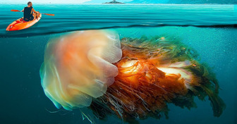10 Criaturas assustadoras das profundezas do oceano