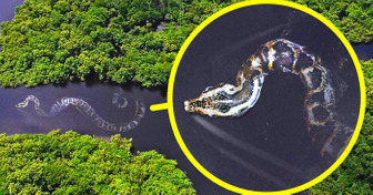 A cobra mais pesada do mundo, e outros 17 monstros da Amazônia