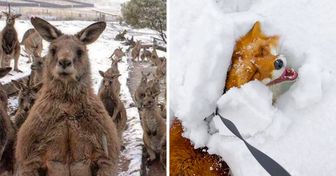 22 Animais e suas ótimas reações ao ver a neve pela primeira vez