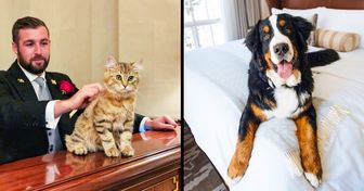 Hotéis de luxo contratam mordomos para cães e gatos (saiba como é essa divertida profissão e como se candidatar a uma vaga)
