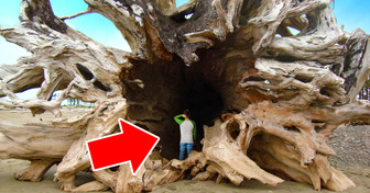 Encontraram uma árvore do tamanho de um boeing na costa. Como ela foi parar lá?