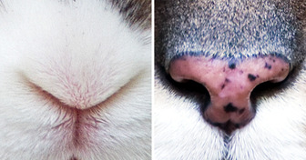 Consegue identificar um animal apenas pelo “nariz”? Convidamos você a testar seus conhecimentos sobre o mundo animal
