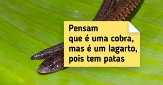 10+ Animais brasileiros que mais parecem ter saído de um filme do Harry Potter