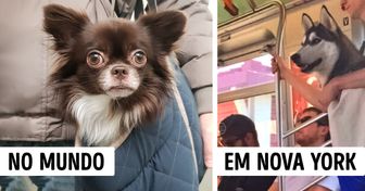 Como os donos de cães grandes os levam no metrô de Nova York