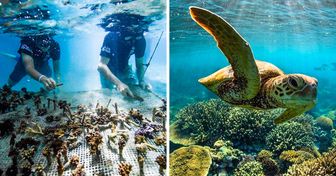 Grupo de surfistas cultiva corais para salvar recifes em risco de extinção