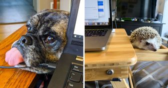 40+ Internautas mostram como seus animais de estimação os “ajudam” enquanto trabalham em casa