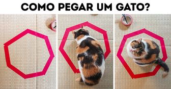20 Fotos que mostram como a lógica dos felinos é divertida