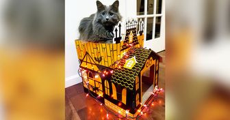 Estes castelos encantados para gatos são uma sensação para os amantes de Halloween e de felinos