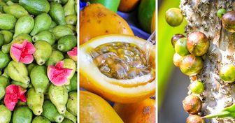 Conheça 8 frutas nativas do Brasil e seus benefícios à saúde