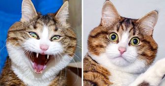 O gatinho deficiente que conquistou o Instagram com suas expressões