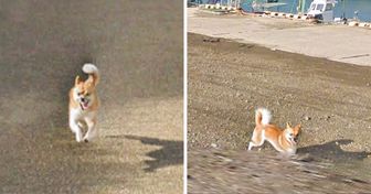 O cachorro que perseguiu o carro do Google Street View no Japão