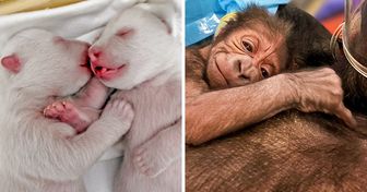 19 Animais recém-nascidos que mostram que a doçura começa cedo