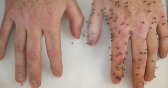 6 Formas naturais de manter os mosquitos bem longe de você