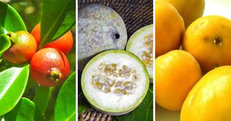 11 Frutas exóticas nativas do Brasil que podem melhorar sua saúde