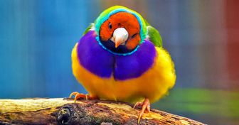 As 10 aves mais coloridas do mundo