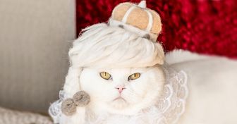 Artista japonesa faz chapéus para gatos usando pelos do próprio animal, e os resultados surpreendem