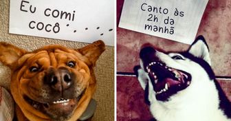 25+ Fotos em que cães e gatos confessam os próprios crimes