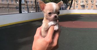 15 Raças de cachorros que parecem ter permanecido filhotes para sempre