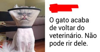 25 Tuítes que farão você querer abraçar o seu gato imediatamente