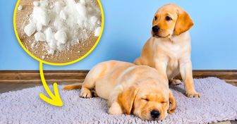 11 Truques para acabar com os maus odores produzidos por seu pet