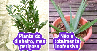 14 Plantas populares que são mais perigosas do que aparentam