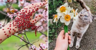 As pessoas mostram a beleza da primavera ao redor do mundo