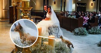 Gata aparece em casamento e não se separa do vestido da noiva (que revelou detalhes da história)