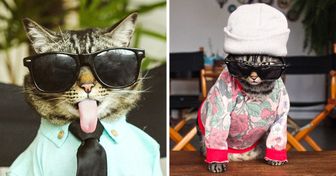 Conheça gato brasileiro que é empresário, modelo e até youtuber
