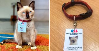 OAB do Amapá agora tem um gato vigia e te contamos o porquê dessa incrível contratação